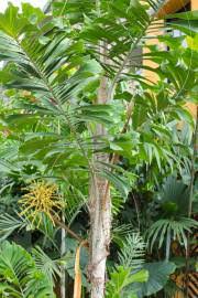 Image result for Aiphanes horrida