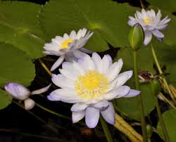 Image result for Nymphaea heudelotii