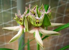 Image result for Stathmostelma pauciflorum