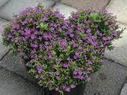 Cuphea Mad Hatter Pink Plants Heather Plant Planting Flowers