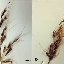 Image result for Capillipedium