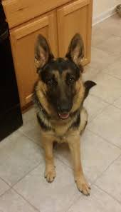 Black And Silver German Shepherd Puppies For Sale In Nc Meet Zeus Cl A Petfinder Adoptable German Shepherd Dog Dog Raleigh Nc You Can Fill Out An Adoption Application German Shepherd Dogs Shepherd Dog Puppies