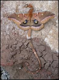 Check out this fantastic collection of real dragon wallpapers, with 42 real dragon background images for your desktop, phone or tablet. Dragon Real Creature Design Fantasy Creatures Dragon Art