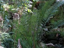 Image result for Todea