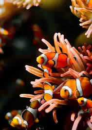 Dsco9843 By Gfawbert Found Oceanographic Tumblr Com Balik Akvaryum Ve Sualti