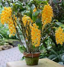 March Is Dendrobium Season Around Here The Month When Our Dendrobium Species Wake Up And Want Attention Growing Orchids Dendrobium Orchids Beautiful Orchids