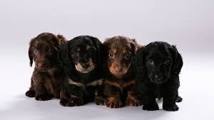 All natural ingredients to keep your dog happy, healthy and strong. Mounds View Mn Pet Photos Long Haired Miniature Dachshund Puppies