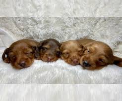 Puppyfinder.com is your source for finding an ideal dachshund puppy for sale in usa. Puppyfinder Com Dachshund Puppies Puppies For Sale Near Me In Rialto California Usa Page 1 Displays 10