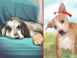 Maybe you would like to learn more about one of these? How To Treat Canine Stroke 9 Steps With Pictures Wikihow