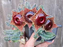 Image result for Huernia zebrina