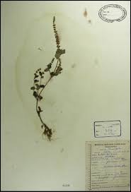 Image result for Platostoma africanum