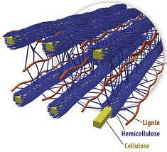 Primary cell wall:this layer is formed between the middle lamella and plasma membrane in growing plant cells. Spatial Arrangement Of Cellulose Hemicellulose And Lignin In The Cell Download Scientific Diagram