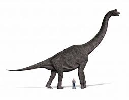 Dinosaurusi Com Brachiosaurus Biggest Plant Eating Dinosaur Brachiosaurus Prehistoric Creatures Dinosaur Pictures