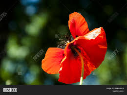 Signifies a declaration of love. Remembrance Day Red Image Photo Free Trial Bigstock