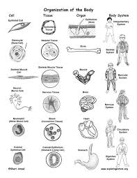 Levels Of Organization In The Body From Cells To Organisms Teaching Biology Science Education Biology Lessons