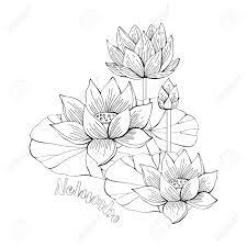 Free printable lotus coloring pages for kids. Coloring Pages With Lotus Flowers Zentangle Illustrations For Royalty Free Cliparts Vectors And Stock Illustration Image 128305698