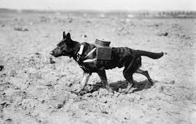 Georgy Konstantinovich Zhukov War Dogs Military Working Dogs Dogs