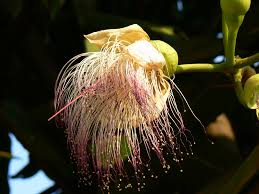 Image result for Lecythidaceae