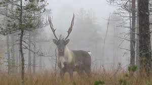 This plan is a pivotal population management tool originally published in 2007. Natural Features Of Salamajarvi National Park Nationalparks Fi