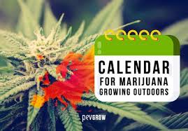 Buy feminized seeds online from weed seeds usa. Calendar 2020 For The Outdoor Marijuana Growing In Europe