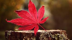 1590 7680x4320 hd wallpapers and background images. 8k Ultra Hd Nature Wallpaper High Definition Ultra Hd Wallpapers Hd 3840x2160 Wallpaper Teahub Io