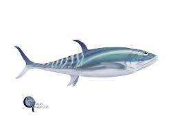 Pachyrhizodus Extinct Genus Of Ray Finned Fish Late Cretaceous Western Interior Seaway By Joseph A Garcia Garciastudiollc Josep Paleontology Artwork Art