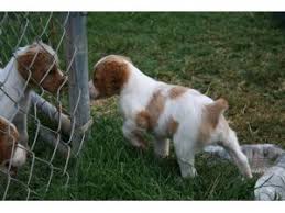 Use petfinder to find adoptable pets in your area. Brittany Spaniel Puppies For Sale