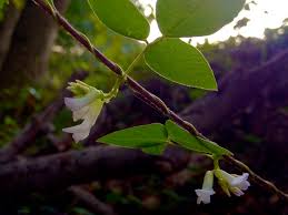 Image result for Amphicarpaea