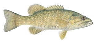 Pictures of smallmouth bass fish. Odfw Smallmouth Bass