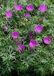 Jeg liker bedre sankthansblomst, og olsokblomst, og gresset grønt. Blodstorkenebb Geranium Sanguineum