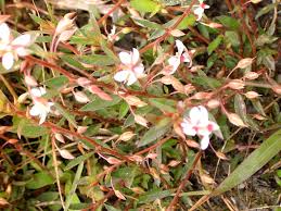 Image result for Vausagesia