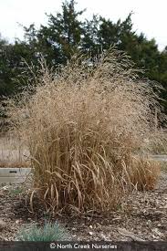 Image result for Panicum infestum