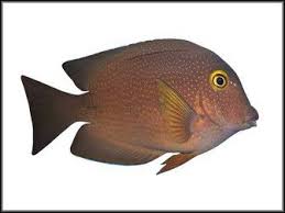 Image result for Oxyanthus strigosus