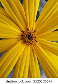 Image result for Aspilia africana