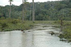 Image result for Trichopteryx marungensis