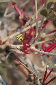 Image result for Tapinanthus oleifolius