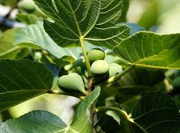 Estimation du changement de règle (9000 hab) estimation élaborée le 17 janvier 2020, la règle a subi plusieurs modifications depuis mais donne idée de l'impact du changement en attendant les publications des données sur les élections municipales, je vous propose de découvrir l'impact du changement des règles pour les élections municipales 2020. Figuier Plantation Taille Et Recolte Des Figues