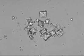 Resultado de imagen de radiografia vejiga gato