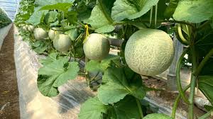Melon png images gambar melon gambar buah melon clipart. Japanese Biggest Melon Farm Amazing Melon Harvesting Agriculture Technology Youtube