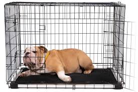 Customers have mentioned that it's heavy enough that it can't be drug across the floor or torn apart by their dog. Chew Proof Armored Dog Crate Pad Indestructible Dog Beds K9 Ballistics In 2021 Dog Crate Pads Indestructable Dog Bed Dog Crate