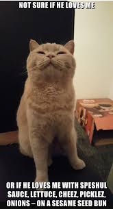 Not Sure Cute Little Animals Cat Memes Cute Animals