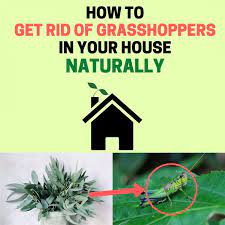 After all, grasshoppers are prominent in certain areas, and as flying bugs, they can come from far and wide to seek out your plants. How To Get Rid Of Grasshoppers In The House Naturally Bugwiz