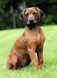 Für seine körpergröße hat er eher kurze läufe. Bayerischer Gebirgsschweisshund Hund Wesen Erziehung