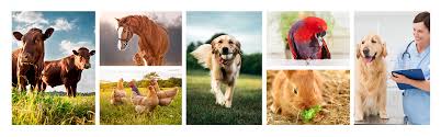 Purchasing cheap pet meds online should be taken seriously, and it is not always the right decision for everyone. Kane Veterinary Supply Home