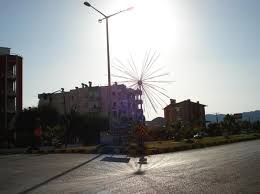 Güz, bahar ve açık saha yetiştiriciliğine uygun, tatlı demre sivrisi tipinde, bitki yapısı çok güçlü. Demre Vikipedi