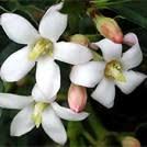 Image result for Mitriostigma axillare