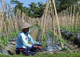 Cara memasang ajir adalah dengan memasang ajir diantara dua lubang tanam. Budi Daya Tanaman Kacang Panjang Petani