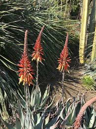 Image result for Aloe plowesii