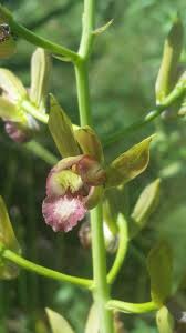 Image result for Eulophia alta