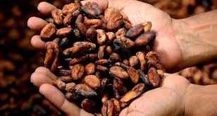 Le Beurre De Cacao